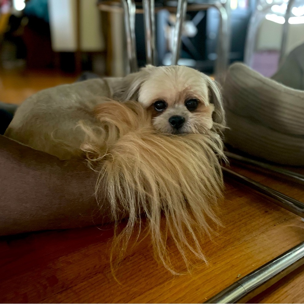 Meet your Posher, DD